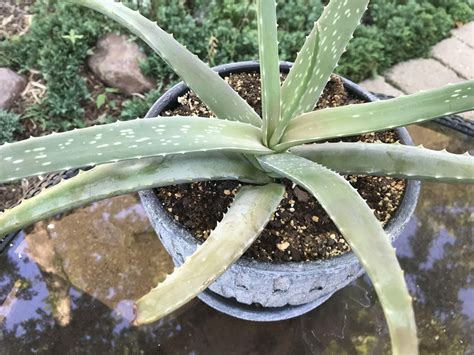 Aloe plant drooping at main stem (grow, cactus, leaves, freeze