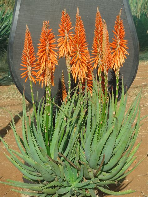 aloe plant with orange flowers