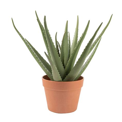 aloe vera artificial
