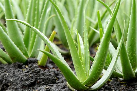 aloe vera leaf