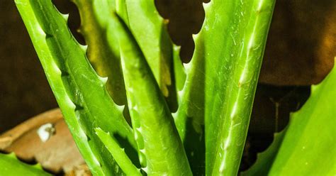 Aloe Vera Leaf Extract Side Effects