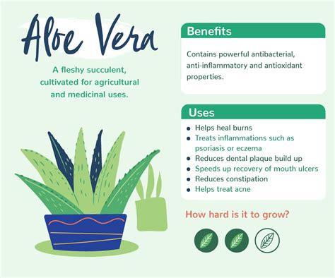 aloe vera plant in bedroom benefits