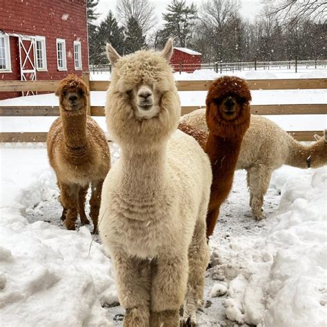 alpaca farm lacey nj