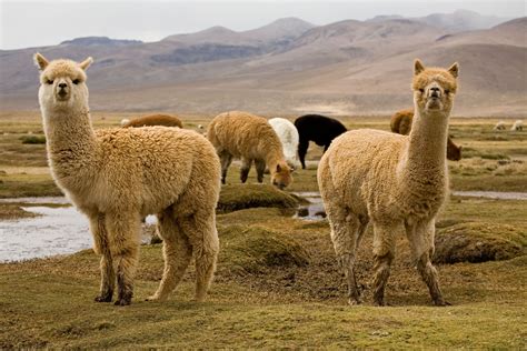 alpacas in peru