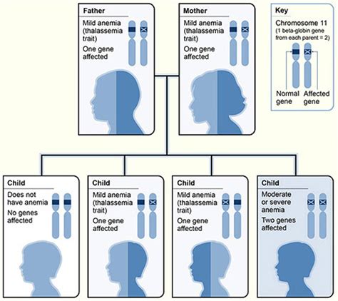 alpha beta thalassemia trait