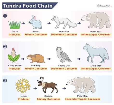 alpine tundra food chain