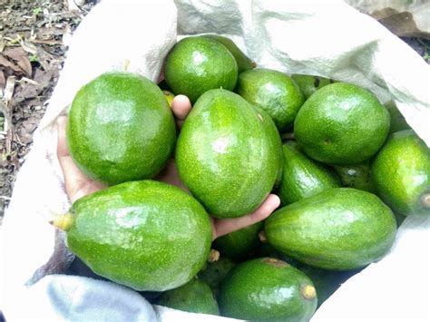 Alpukat Mengingatkan Keluarga