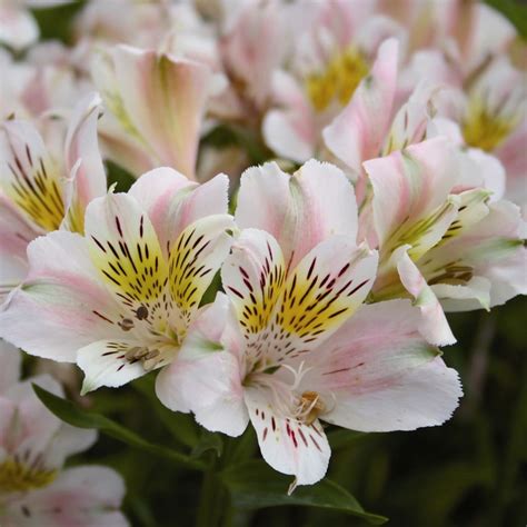 alstroemeria - peruvian lily