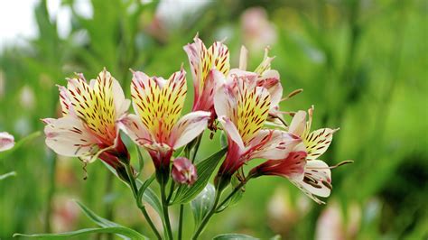 alstroemeria bulbs nz