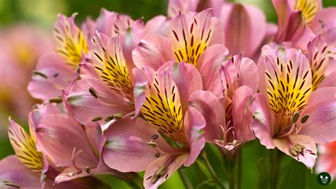alstroemeria lily meaning