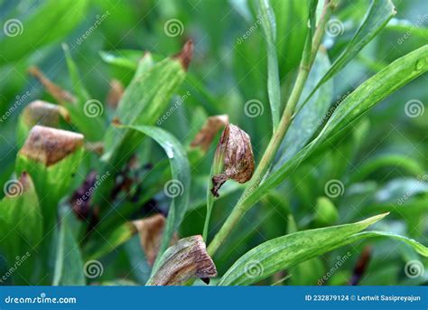 alstroemeria pests and diseases
