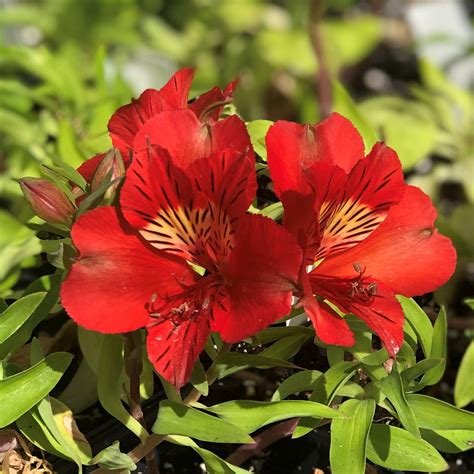 alstroemeria plants uk for sale