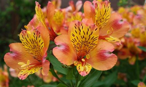 alstroemeria poisonous to dogs