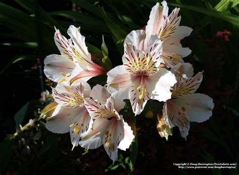 alstroemeria zone 7