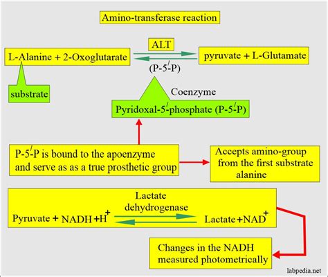 What Does Low ALT SGPT Mean for Your Liver Health?