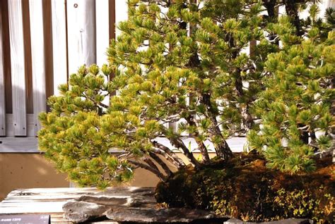 Alternative Bonsai Pots