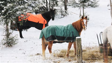 Always Winter Horse: Elite Breed Secrets