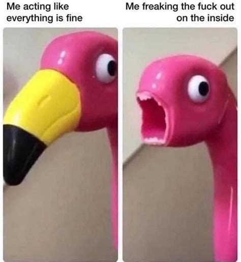 am now flamingo meme