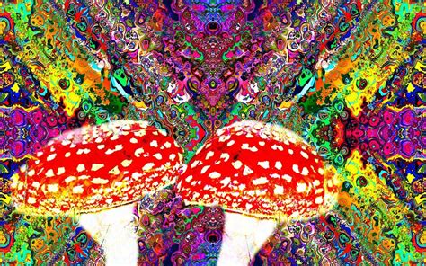 amanita muscaria mushroom effects