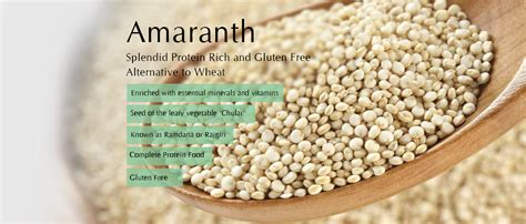 Amaranth Grain Protein Content