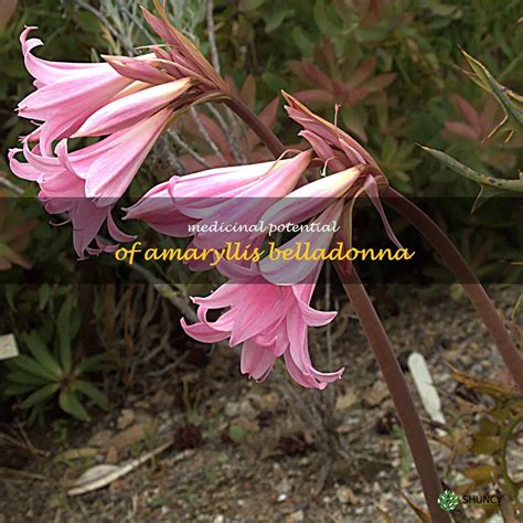 Belladonna Lily Amaryllis belladonna הגן הבוטני
