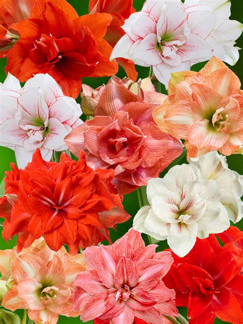 Amaryllis Discount Code