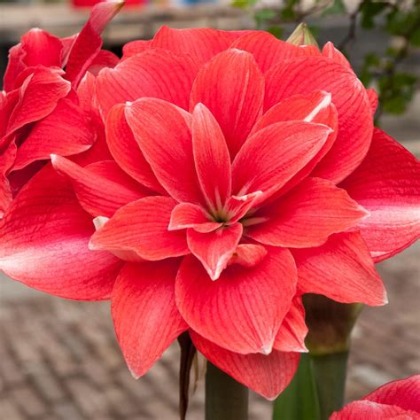 Amaryllis Double Dream Pests and Diseases