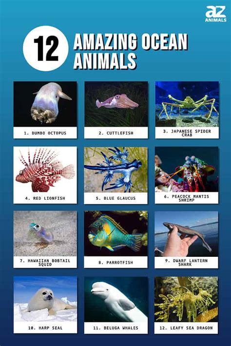 Amazing Animals List