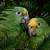 amazon parrot wallpaper