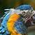 amazon rainforest animals endangered