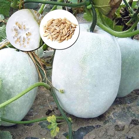 Amazon Ash Gourd
