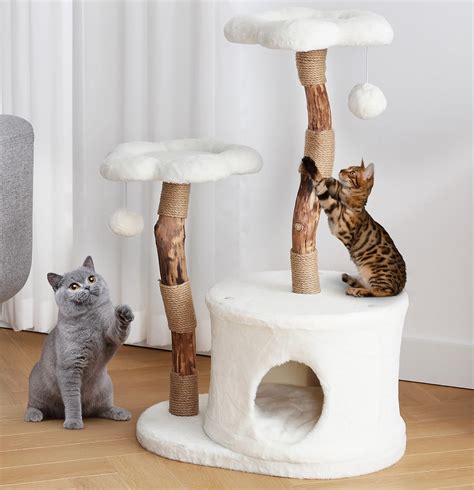 Amazon Cat Climbing Tree