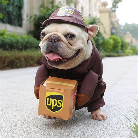 Amazon Dog Ups Costume