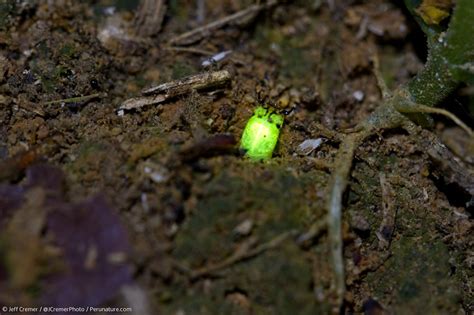 Amazon Glow Worm