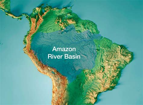 Amazon Is Which Type Of Forest