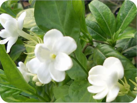 Amazon Jasmine Plant