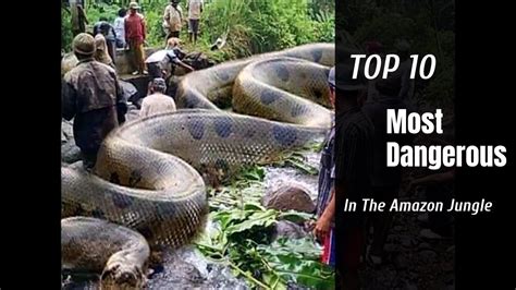 Amazon Jungle Deadliest Animals