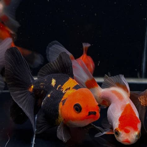 Amazon Live Goldfish