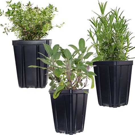Amazon Live Herb Plants