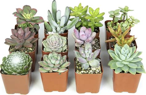 Amazon Live Succulent Plants