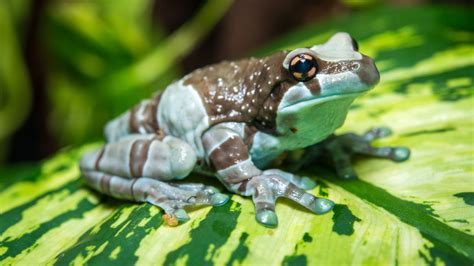 Amazon Milk Frog Live