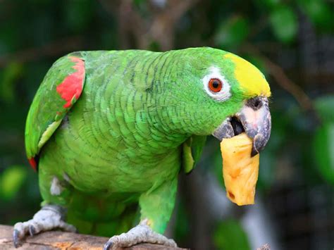 Amazon Parrot Age