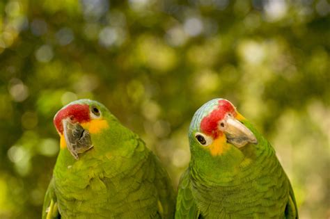 amazon parrot breeder oahu