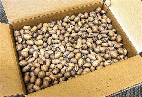 Amazon Pecans In The Shell