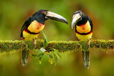 Amazon Rainforest Birds: Enigmatic Discoveries Await!