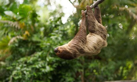 Amazon Rainforest Tree Canopy Animals