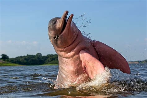 Amazon river dolphin swimming