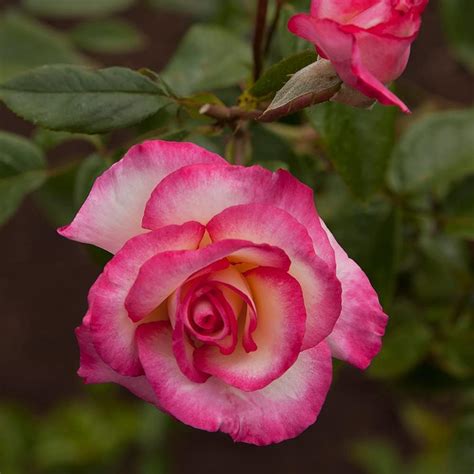 Amazon Rose Plant