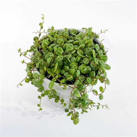 Amazon String Of Turtles