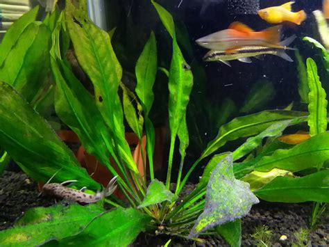 Amazon Sword Not Growing